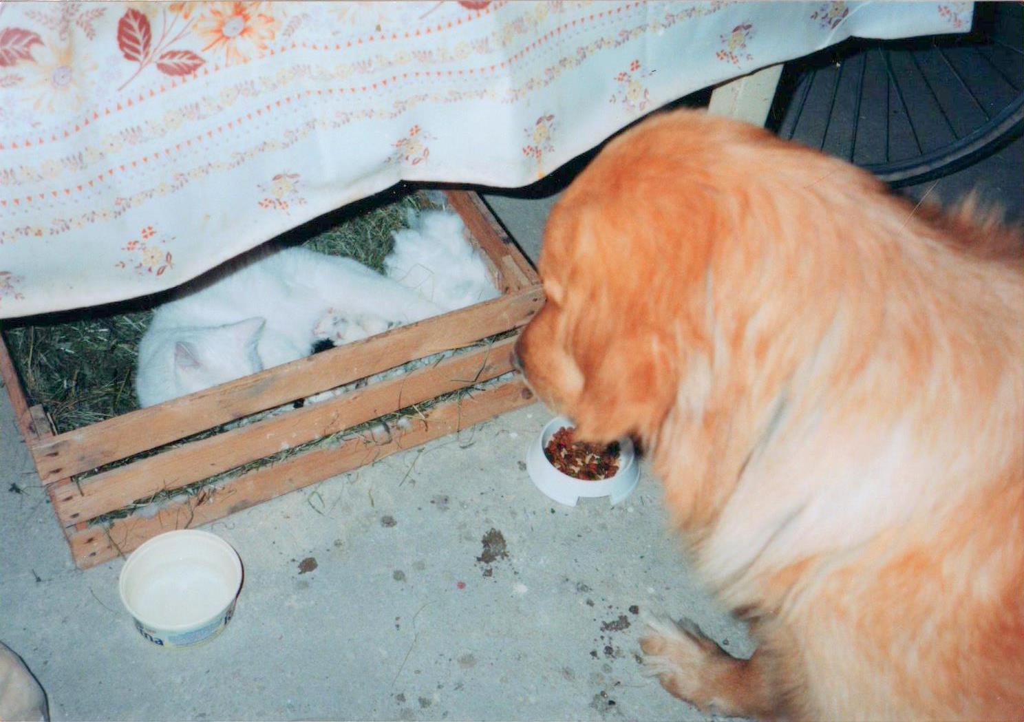 5Argo a koťata (V.2003)